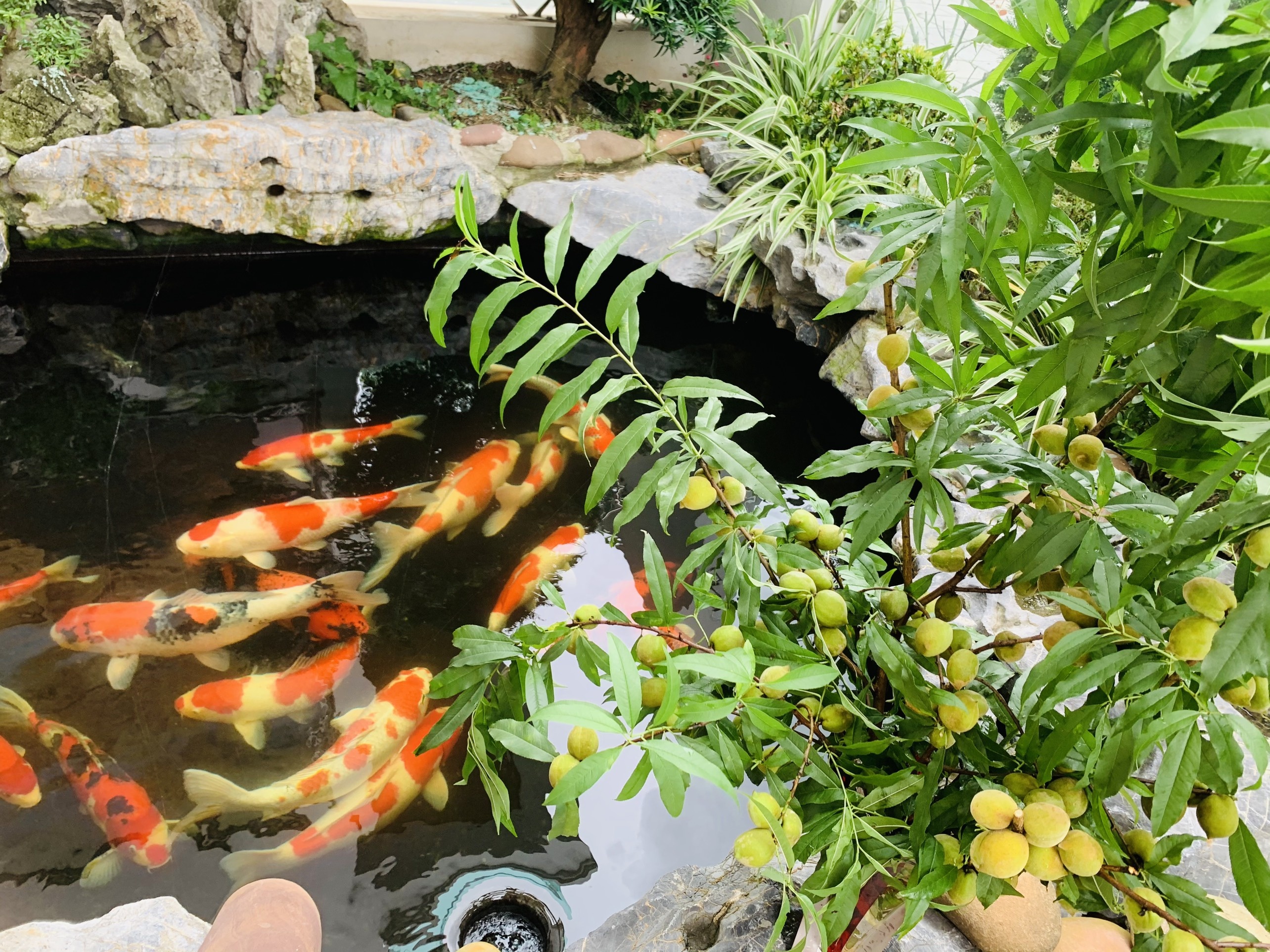 Ba me 4 con cai tao manh dat 300 m2 thanh khu vuon tuoi tot anh 8