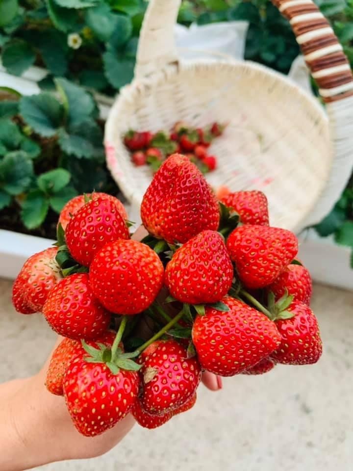 Ba me 4 con cai tao manh dat 300 m2 thanh khu vuon tuoi tot anh 6