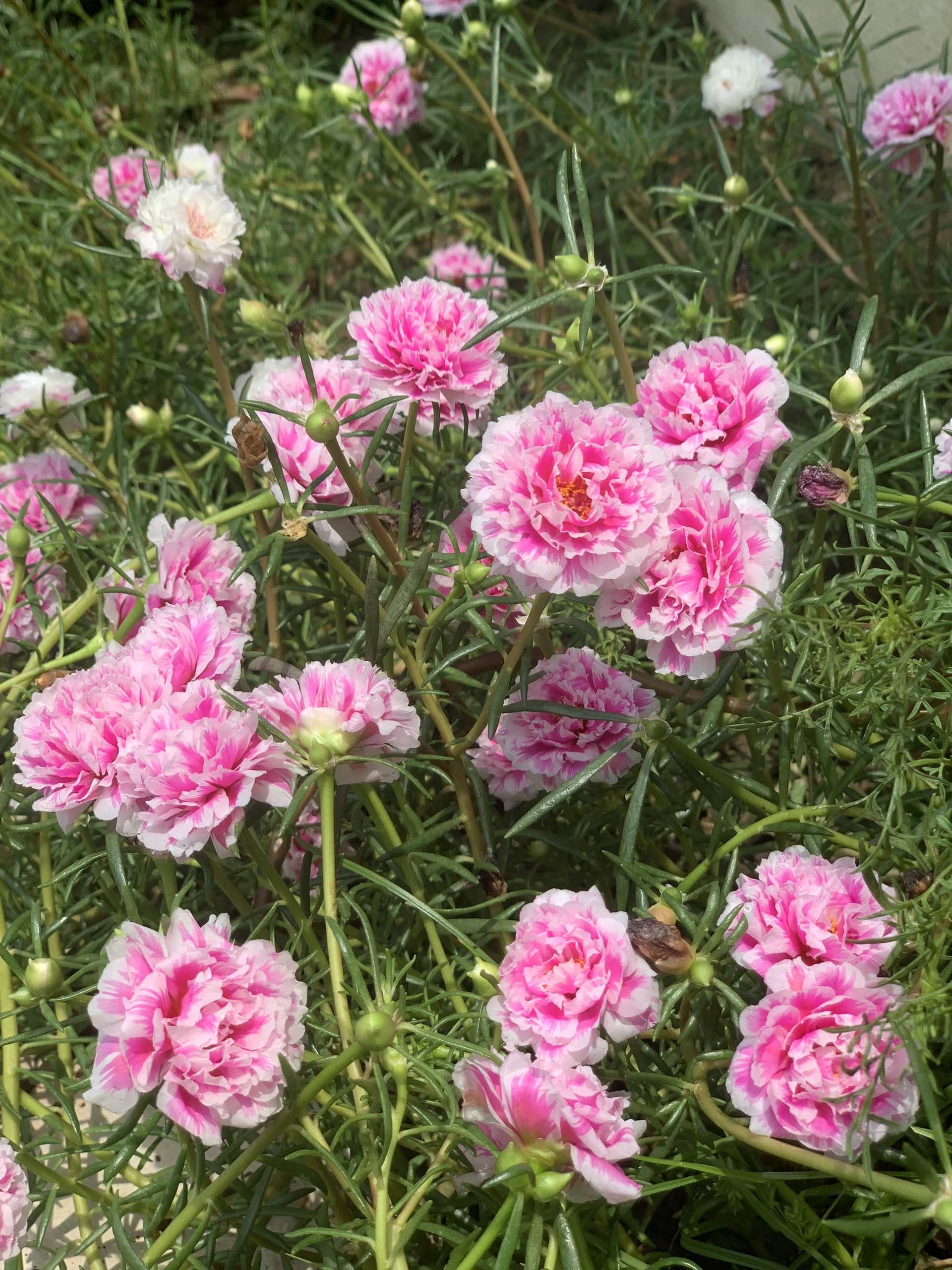 Ba me 4 con cai tao manh dat 300 m2 thanh khu vuon tuoi tot anh 7