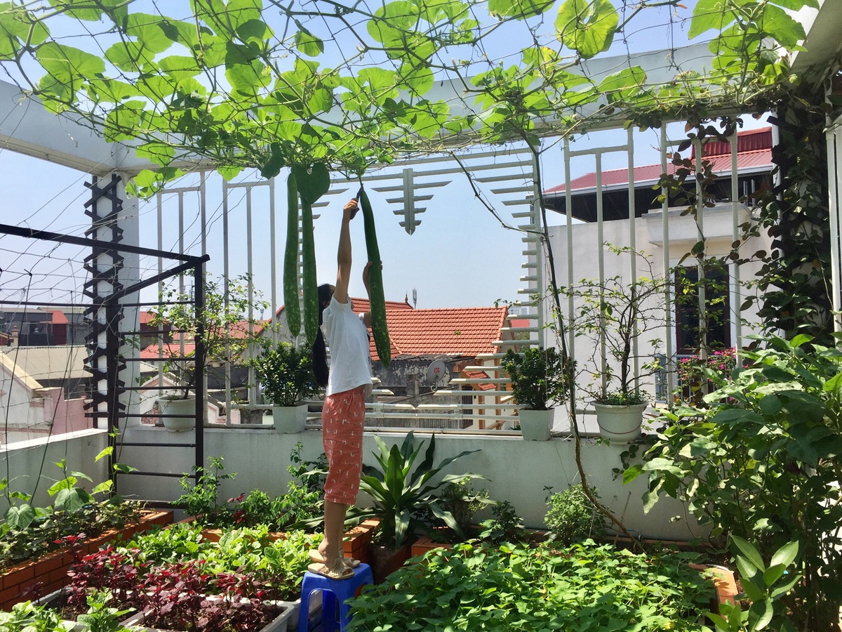 Ong bo o Ha Noi nuoi ca trong rau tren san thuong anh 2