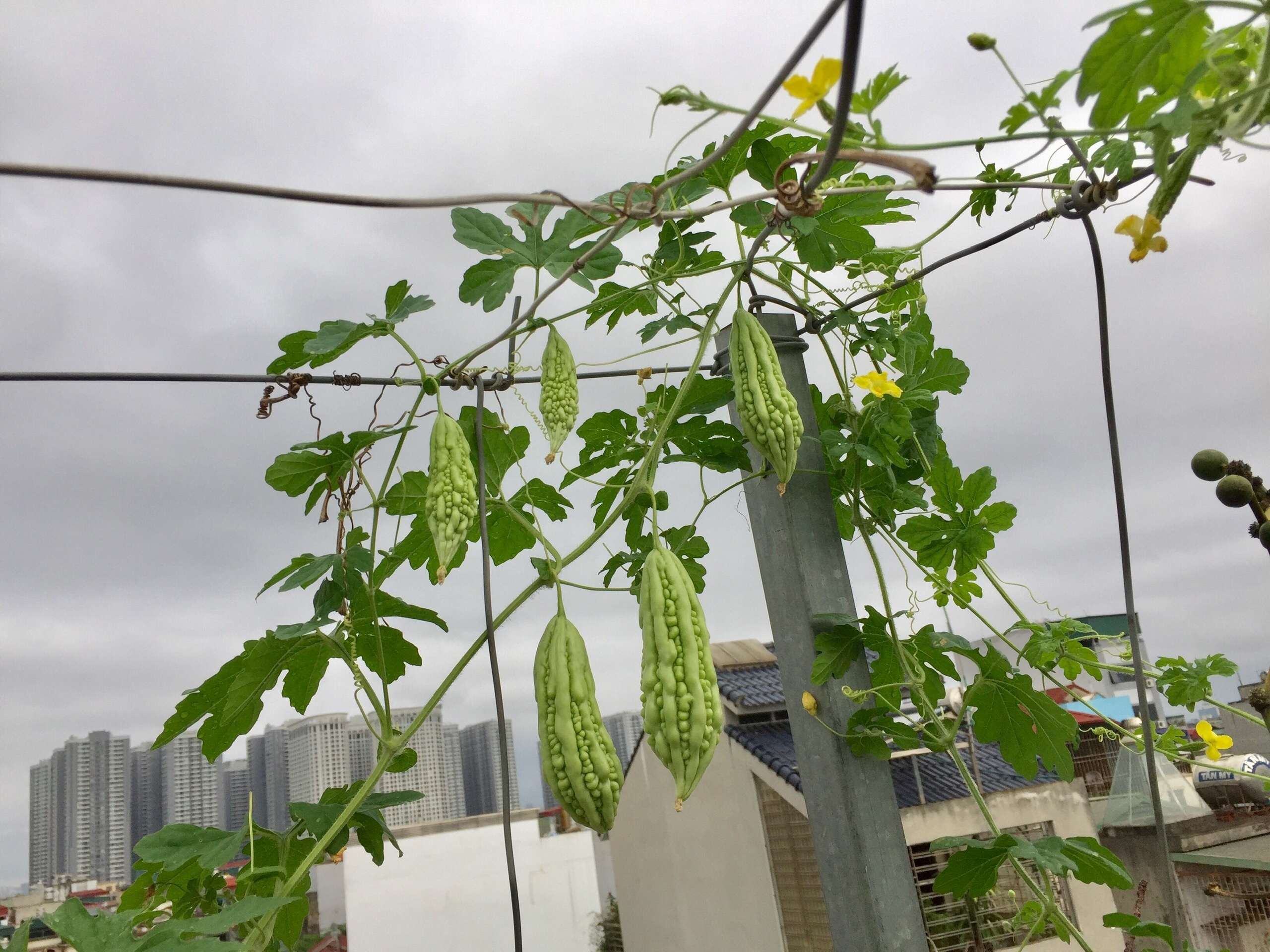 Ong bo o Ha Noi nuoi ca trong rau tren san thuong anh 9