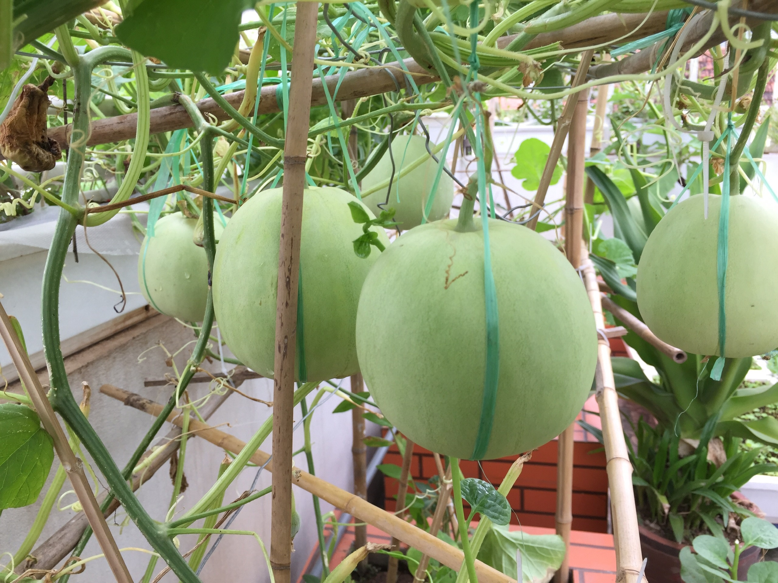 Ong bo o Ha Noi nuoi ca trong rau tren san thuong anh 10