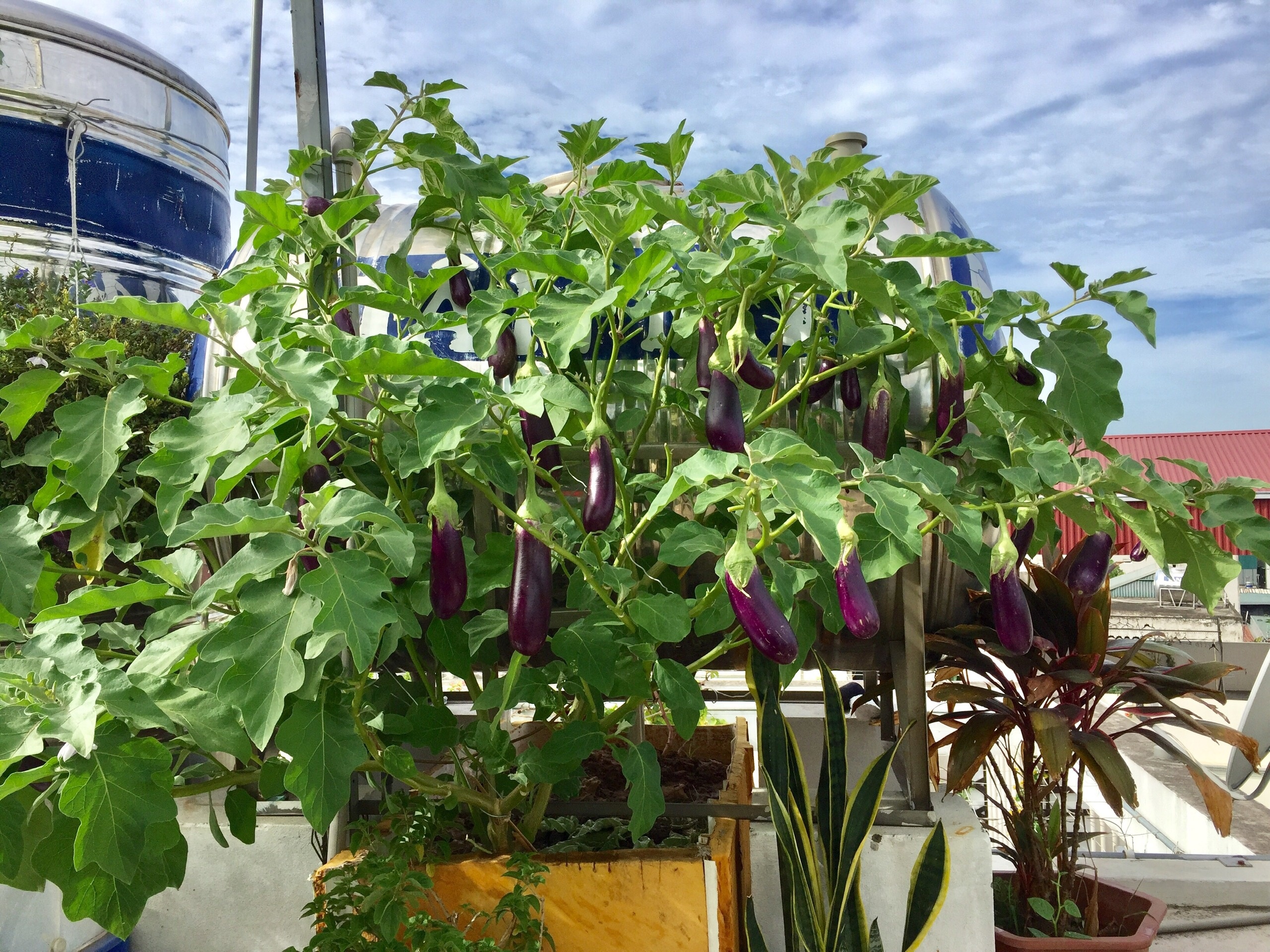 Ong bo o Ha Noi nuoi ca trong rau tren san thuong anh 8