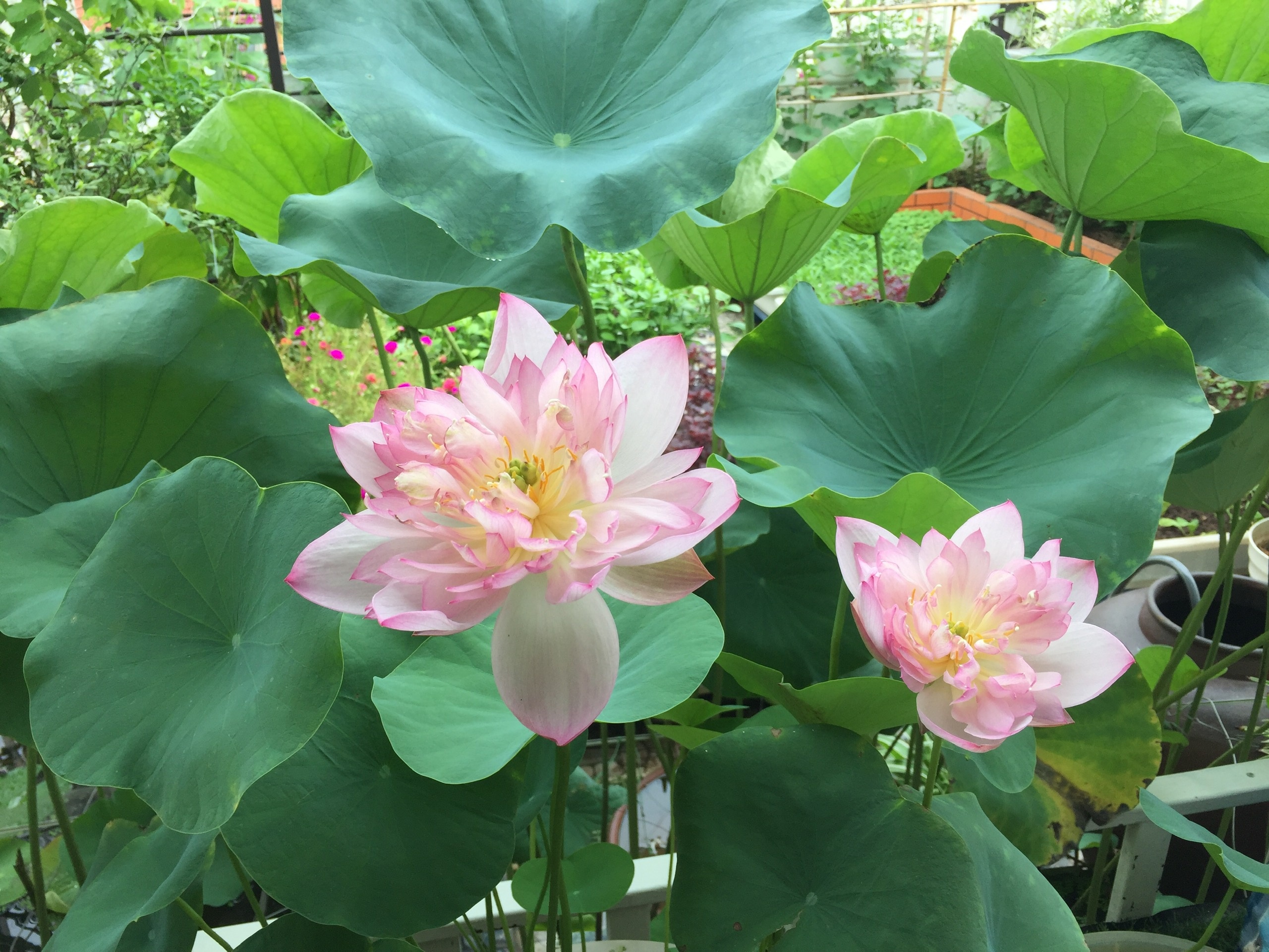 Ong bo o Ha Noi nuoi ca trong rau tren san thuong anh 5