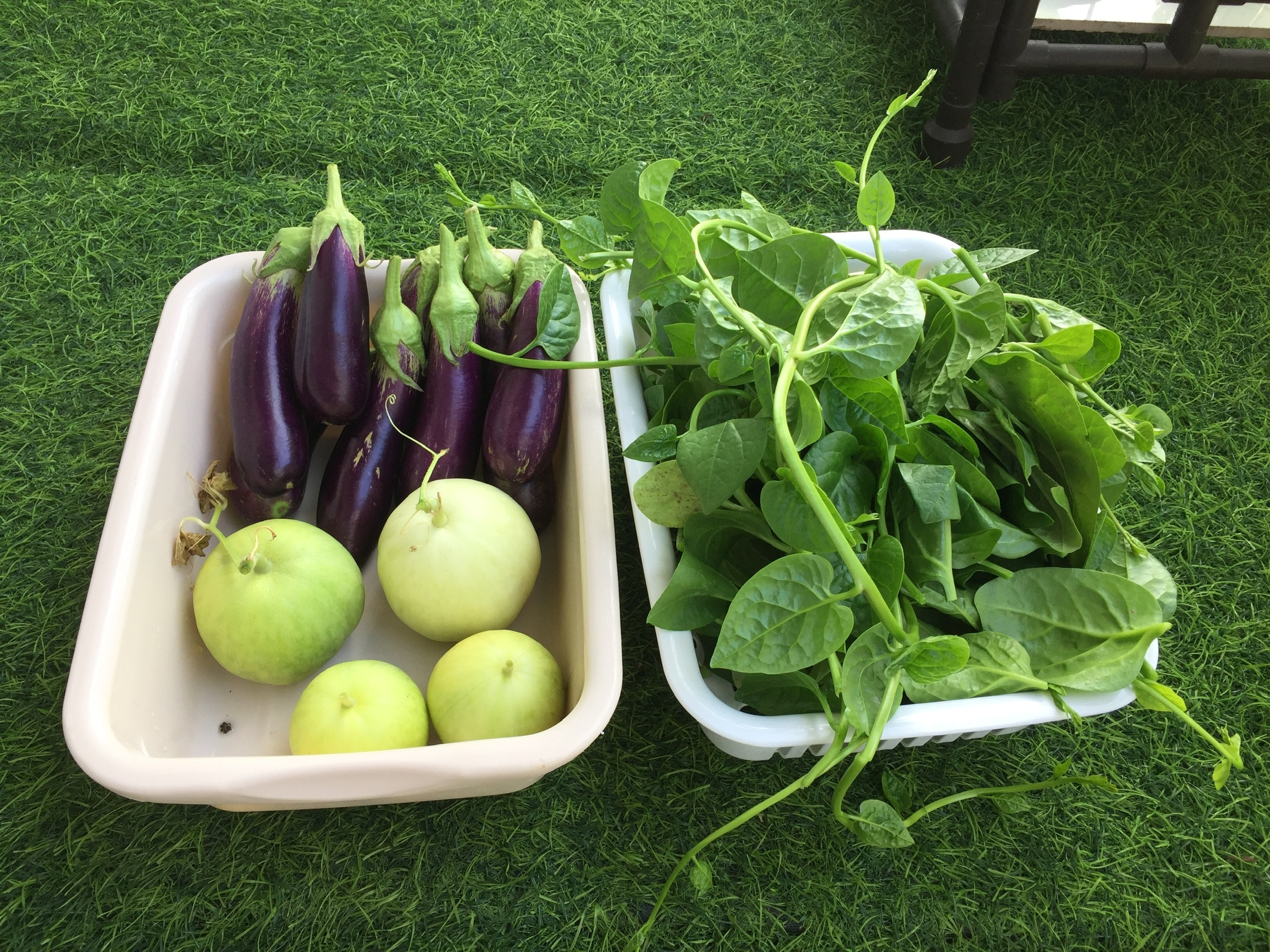 Ong bo o Ha Noi nuoi ca trong rau tren san thuong anh 11