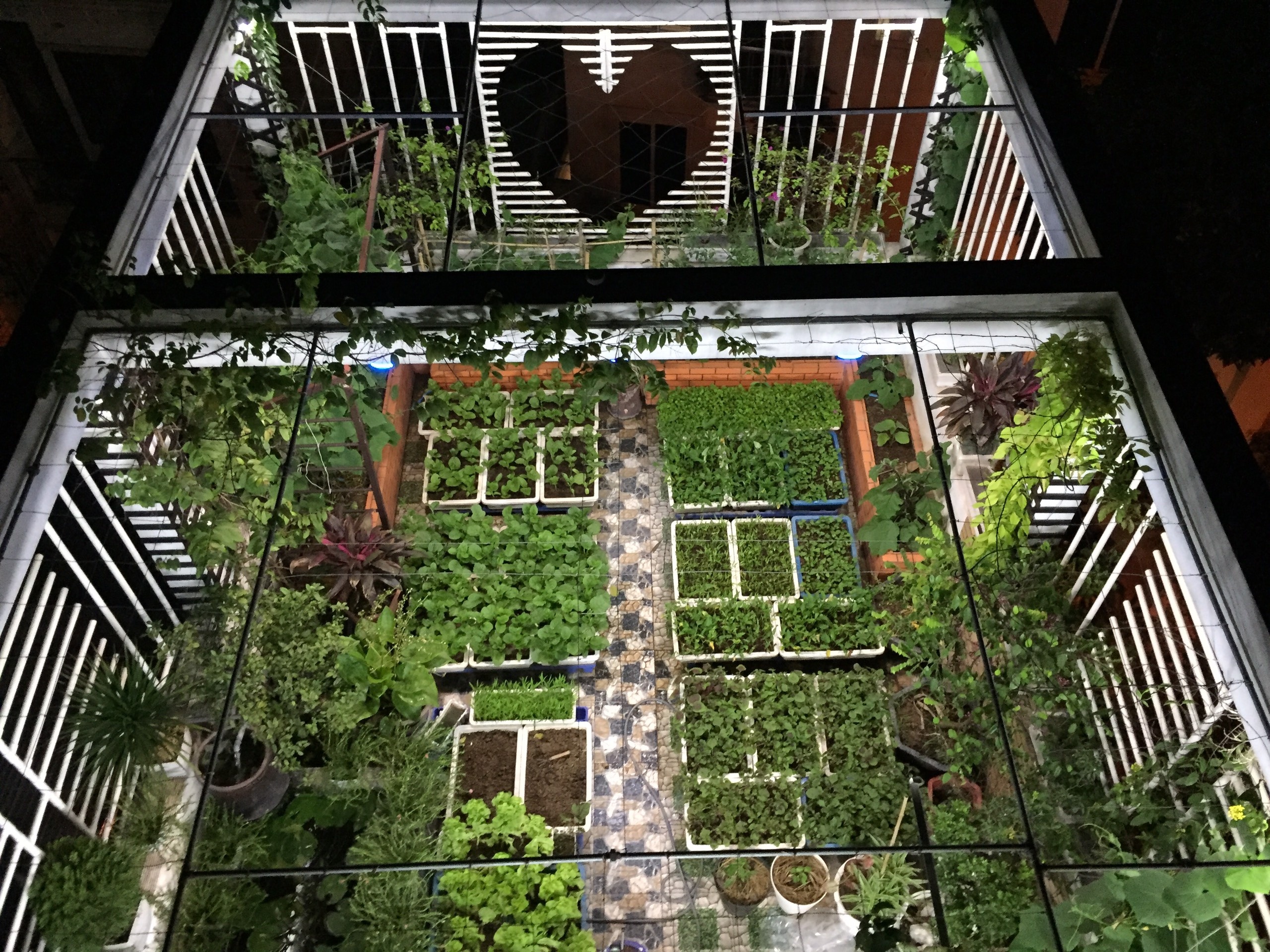 Ong bo o Ha Noi nuoi ca trong rau tren san thuong anh 1