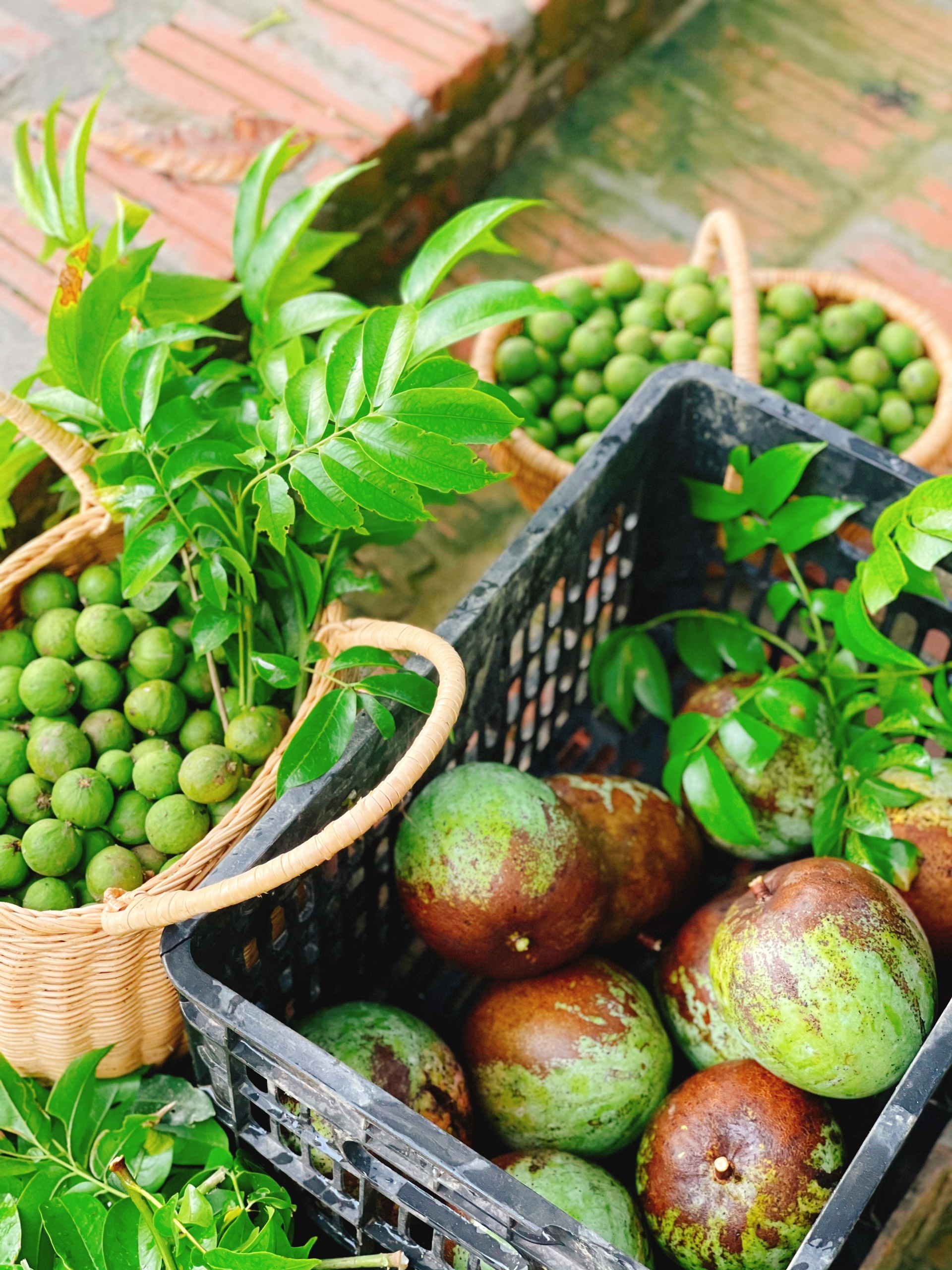 Cha mẹ và 3 con rời thành phố tránh dịch ở ngôi nhà trên đồi ảnh 9 Cha me va 3 con roi thanh pho tranh dich o ngoi nha tren doi anh 9