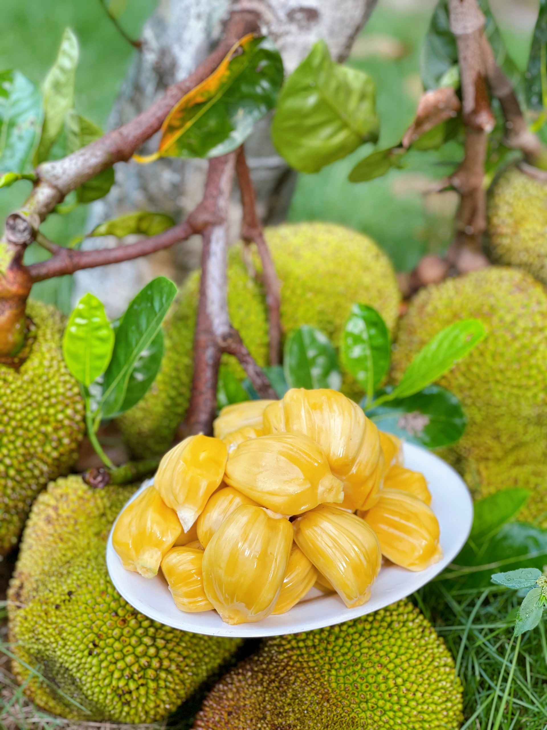 Cha mẹ và 3 con rời thành phố tránh dịch ở ngôi nhà trên đồi ảnh 10 Cha me va 3 con roi thanh pho tranh dich o ngoi nha tren doi anh 10