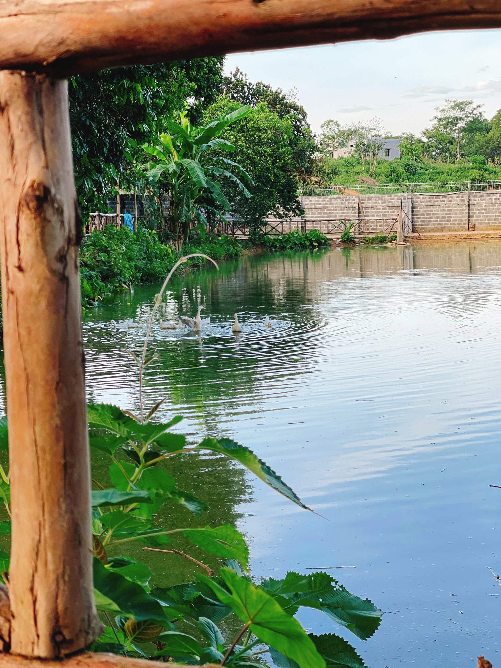 Cha mẹ và 3 con rời thành phố tránh dịch ở ngôi nhà trên đồi ảnh 4 Cha me va 3 con roi thanh pho tranh dich o ngoi nha tren doi anh 4