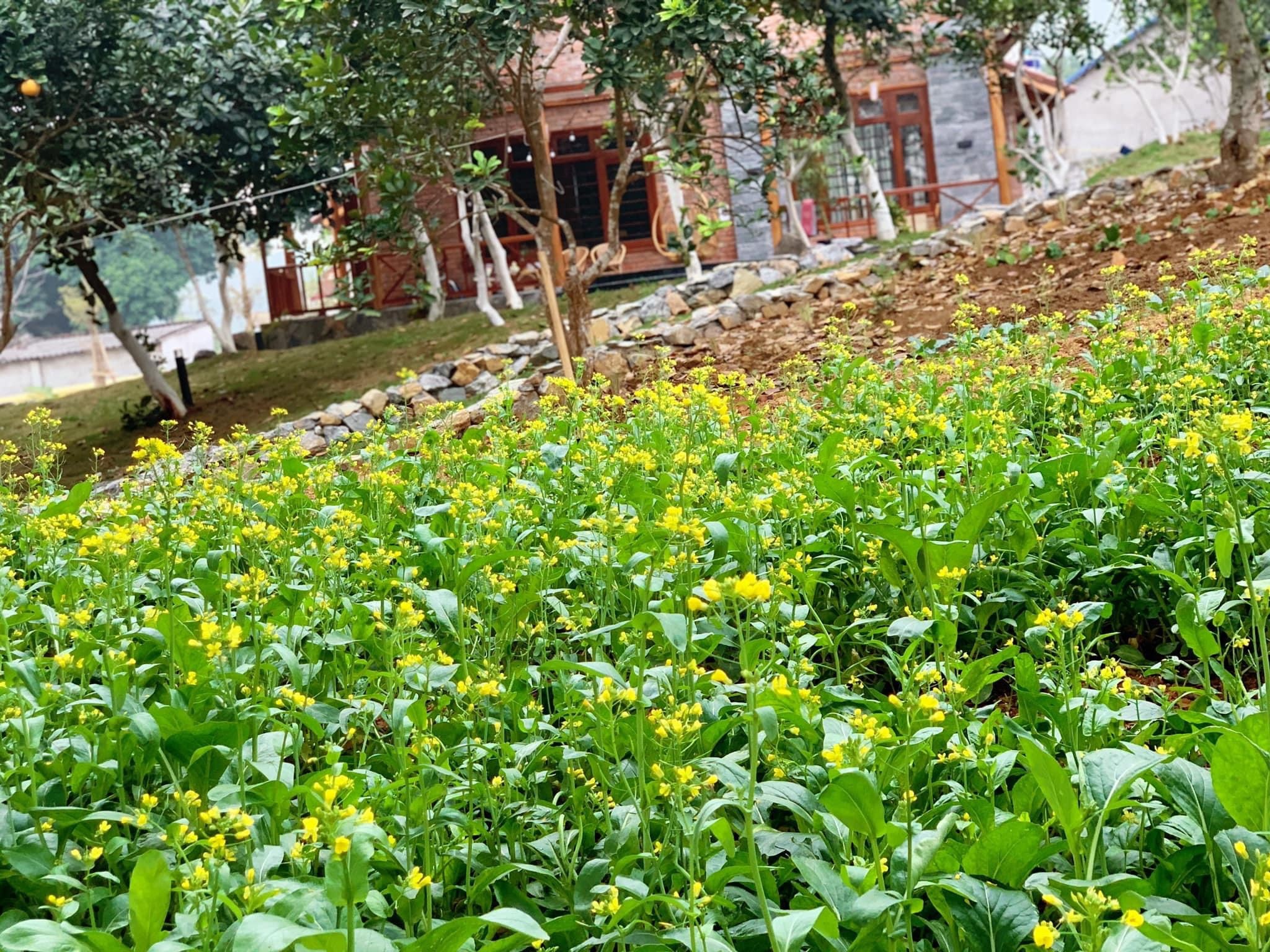 Cha mẹ và 3 con rời thành phố tránh dịch ở ngôi nhà trên đồi ảnh 7 Cha me va 3 con roi thanh pho tranh dich o ngoi nha tren doi anh 7