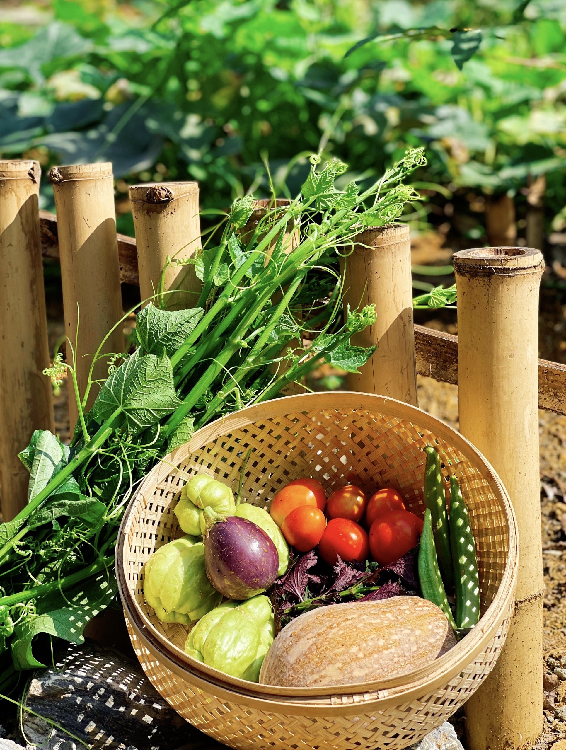 Cha mẹ và 3 con rời thành phố tránh dịch ở ngôi nhà trên đồi ảnh 11 Cha me va 3 con roi thanh pho tranh dich o ngoi nha tren doi anh 11