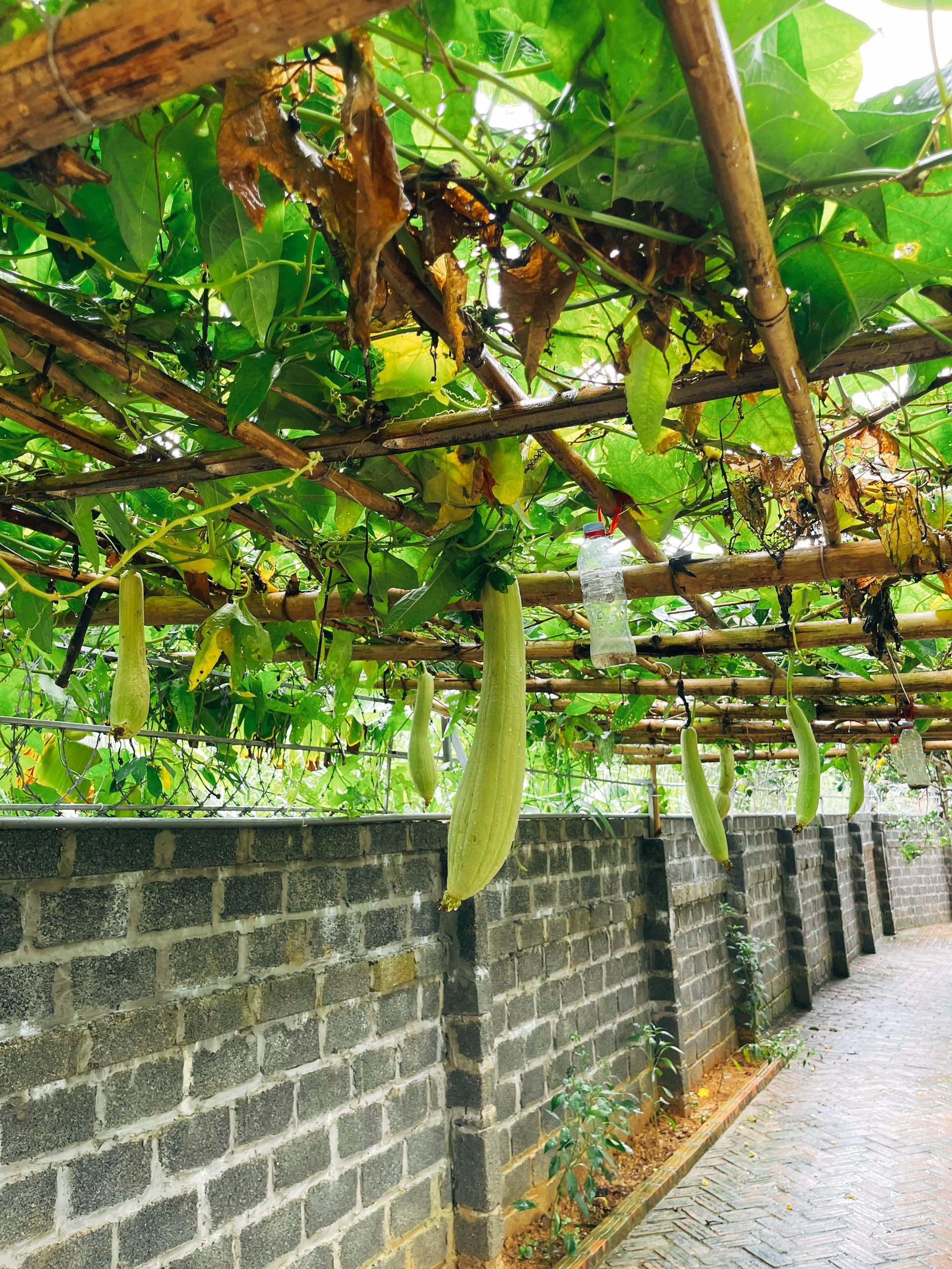 Cha mẹ và 3 con rời thành phố tránh dịch ở ngôi nhà trên đồi ảnh 5 Cha me va 3 con roi thanh pho tranh dich o ngoi nha tren doi anh 5