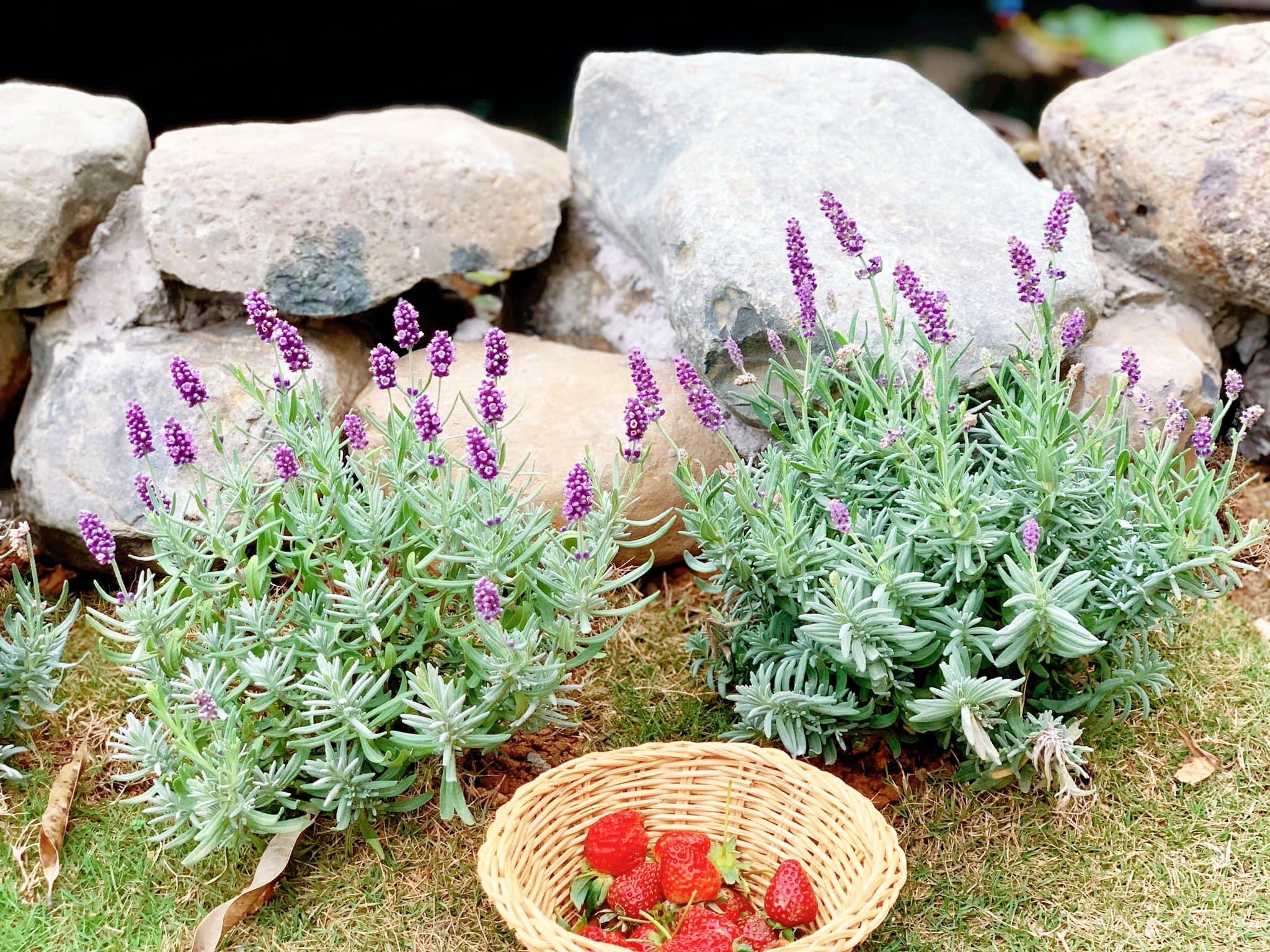 Cha mẹ và 3 con rời thành phố tránh dịch ở ngôi nhà trên đồi ảnh 8 Cha me va 3 con roi thanh pho tranh dich o ngoi nha tren doi anh 8