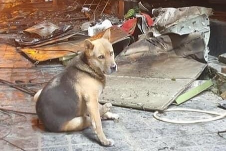 Chu bi bong sau vu chay o Sa Pa, chu cho nhat quyet doi truoc cua nha hinh anh