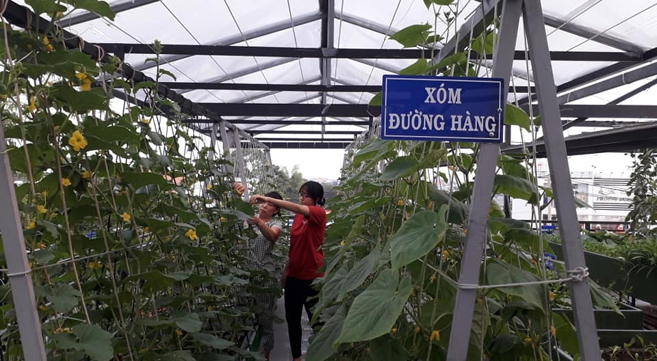 Nuôi gà trồng rau trên sân thượng khi ở nhà tránh dịch ảnh 7 Nuoi ga trong rau tren san thuong khi o nha tranh dich anh 7