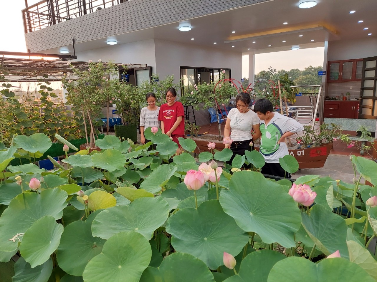 Nuôi gà trồng rau trên sân thượng khi ở nhà tránh dịch ảnh 9 Nuoi ga trong rau tren san thuong khi o nha tranh dich anh 9