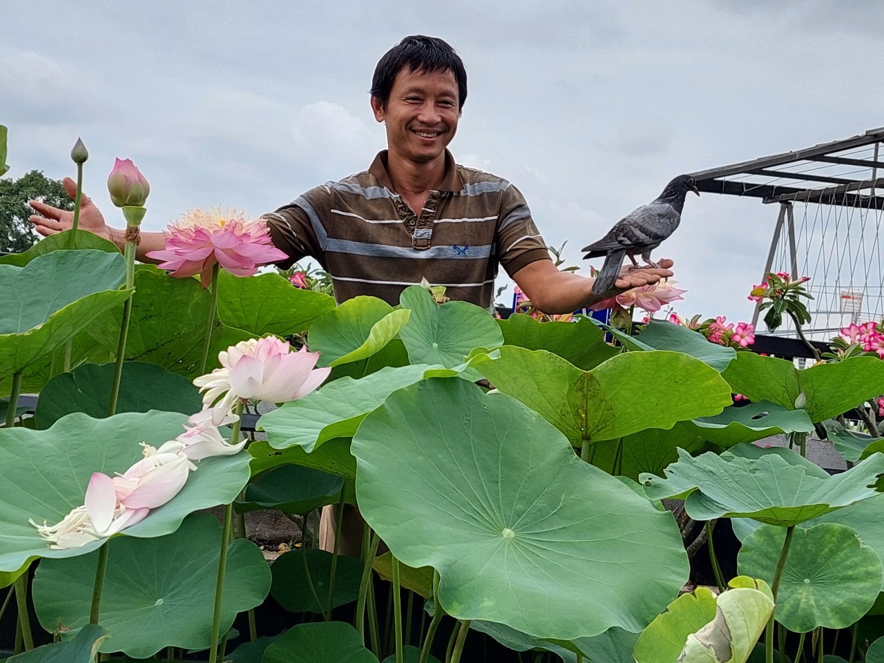 Nuôi gà trồng rau trên sân thượng khi ở nhà tránh dịch ảnh 1 Nuoi ga trong rau tren san thuong khi o nha tranh dich anh 1