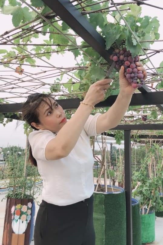 Nuôi gà trồng rau trên sân thượng khi ở nhà tránh dịch ảnh 10 Nuoi ga trong rau tren san thuong khi o nha tranh dich anh 10