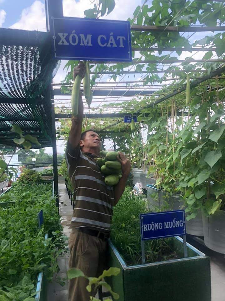 Nuôi gà trồng rau trên sân thượng khi ở nhà tránh dịch ảnh 6 Nuoi ga trong rau tren san thuong khi o nha tranh dich anh 6