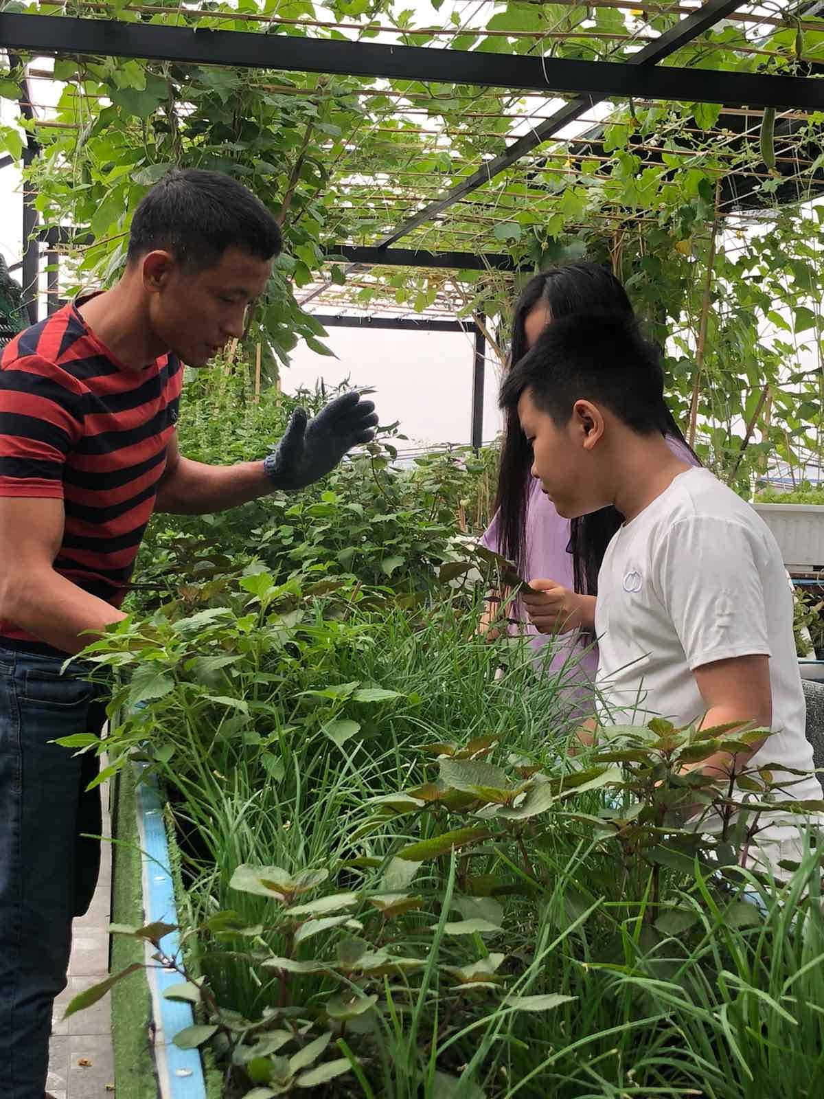 Nuôi gà trồng rau trên sân thượng khi ở nhà tránh dịch ảnh 8 Nuoi ga trong rau tren san thuong khi o nha tranh dich anh 8