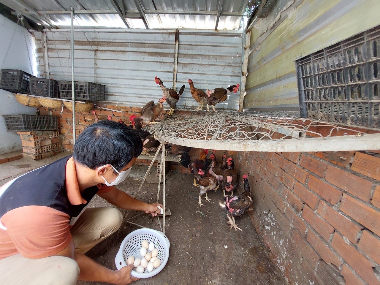 Nuôi gà trồng rau trên sân thượng khi ở nhà tránh dịch ảnh 5 Nuoi ga trong rau tren san thuong khi o nha tranh dich anh 5