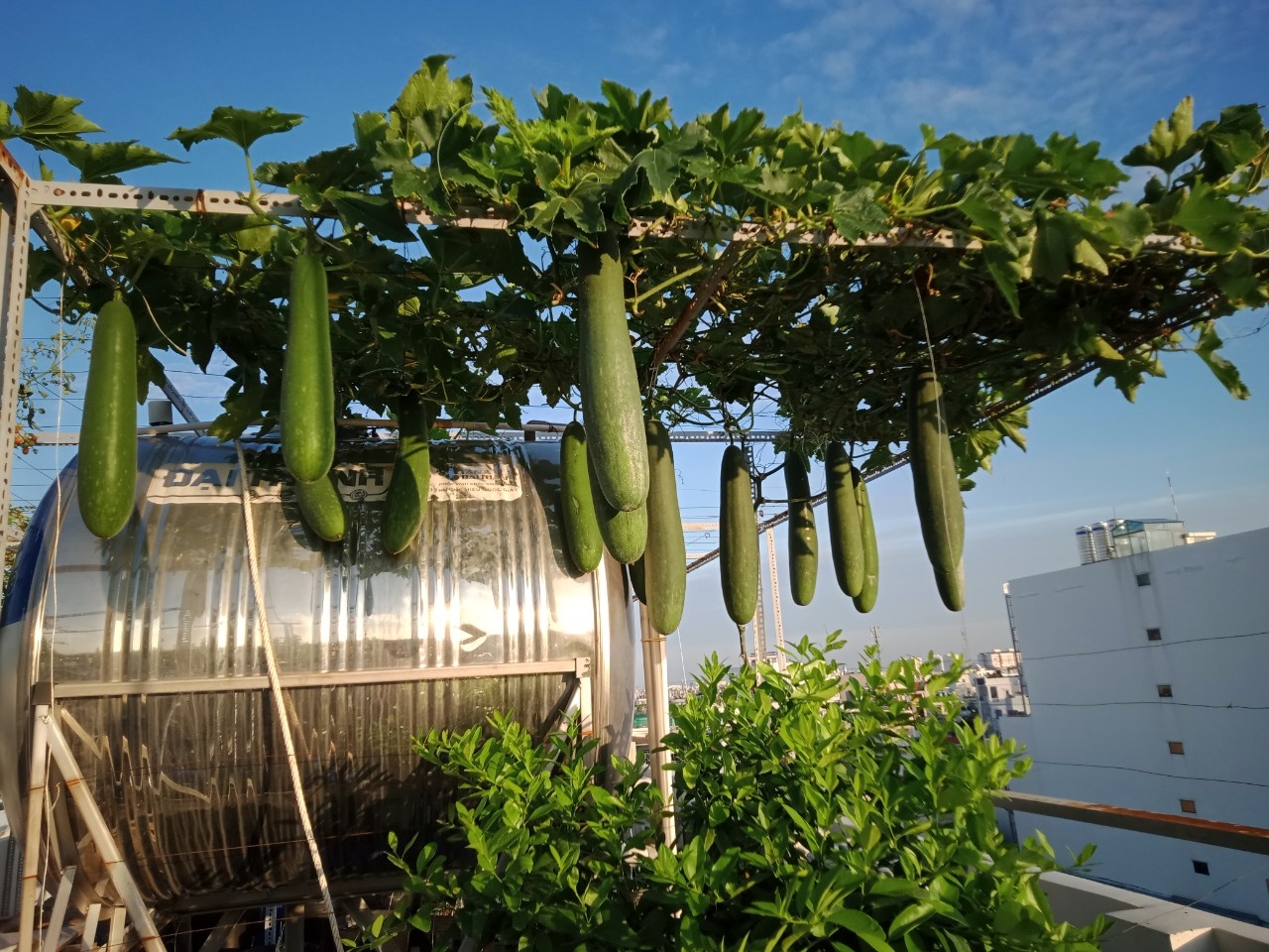 Vườn trái cây trên sân thượng ảnh 5 Vuon trai cay tren san thuong anh 5