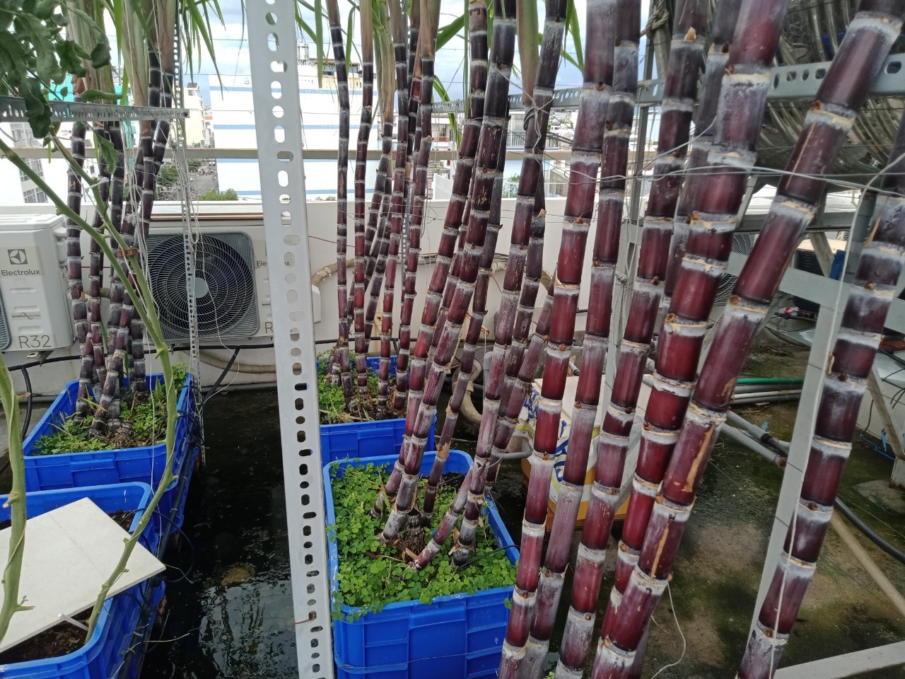 Vườn trái cây trên sân thượng ảnh 6 Vuon trai cay tren san thuong anh 6