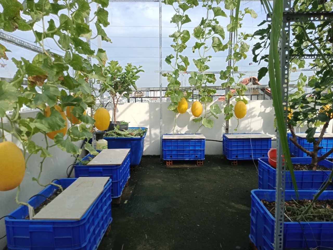 Vườn trái cây trên sân thượng ảnh 10 Vuon trai cay tren san thuong anh 10