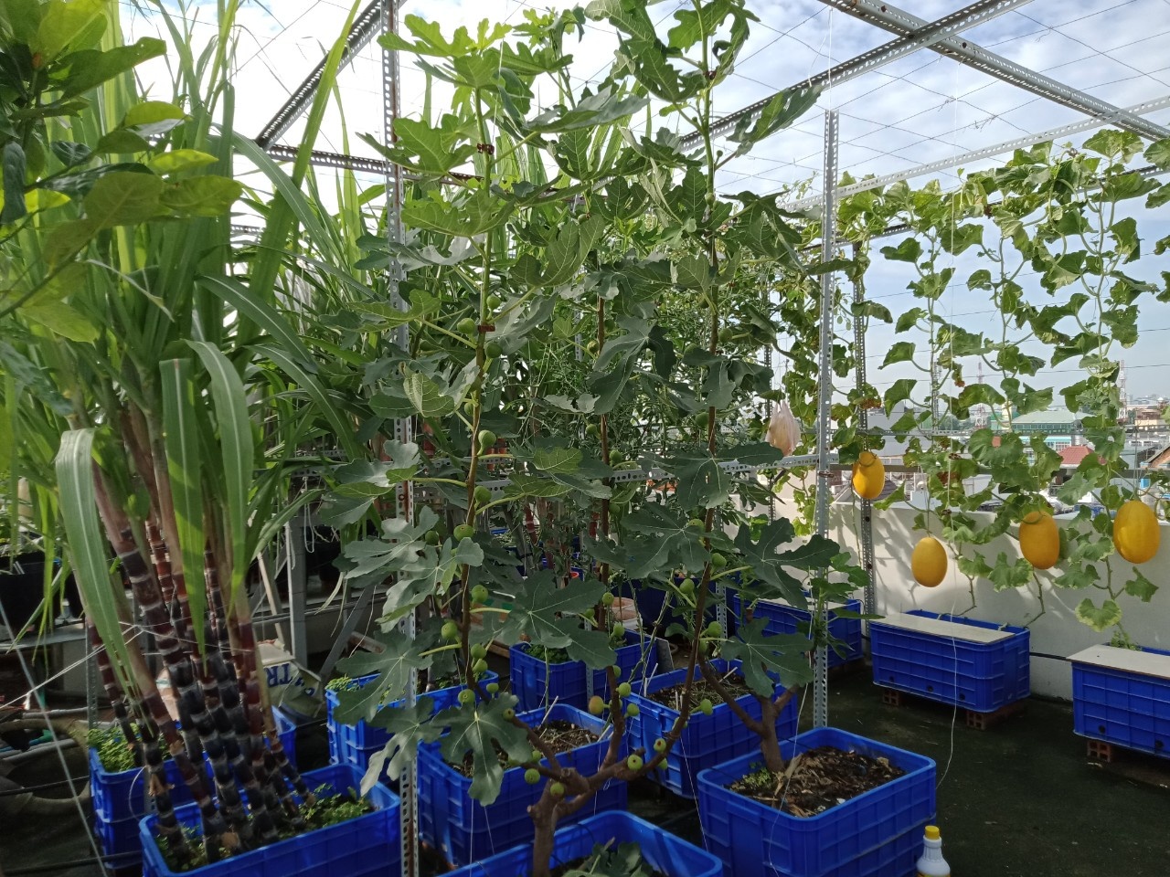 Vườn trái cây trên sân thượng ảnh 14 Vuon trai cay tren san thuong anh 14