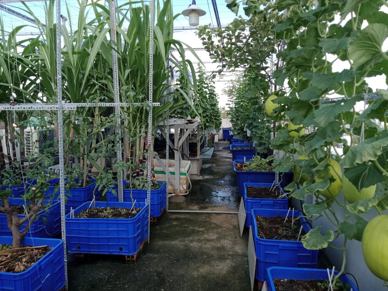 Vườn trái cây trên sân thượng ảnh 13 Vuon trai cay tren san thuong anh 13