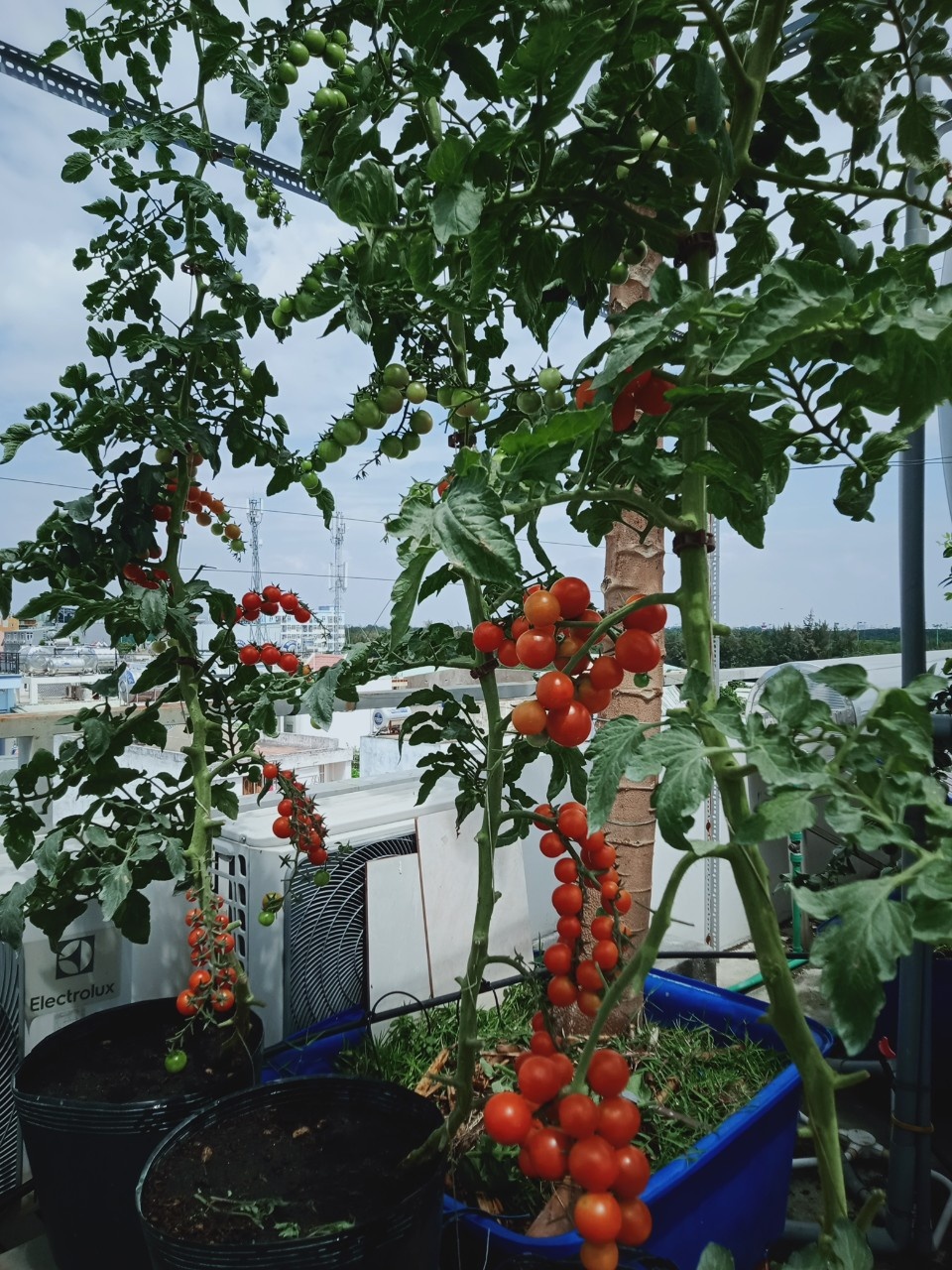 Vườn trái cây trên sân thượng ảnh 4 Vuon trai cay tren san thuong anh 4