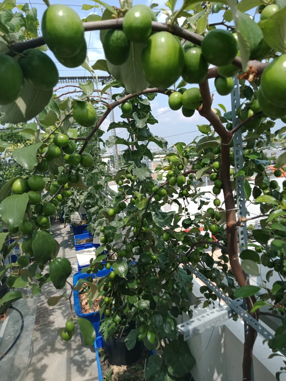 Vườn trái cây trên sân thượng ảnh 2 Vuon trai cay tren san thuong anh 2