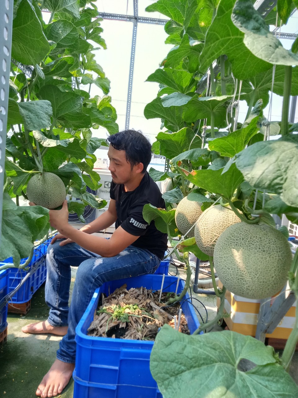 Vườn trái cây trên sân thượng ảnh 8 Vuon trai cay tren san thuong anh 8