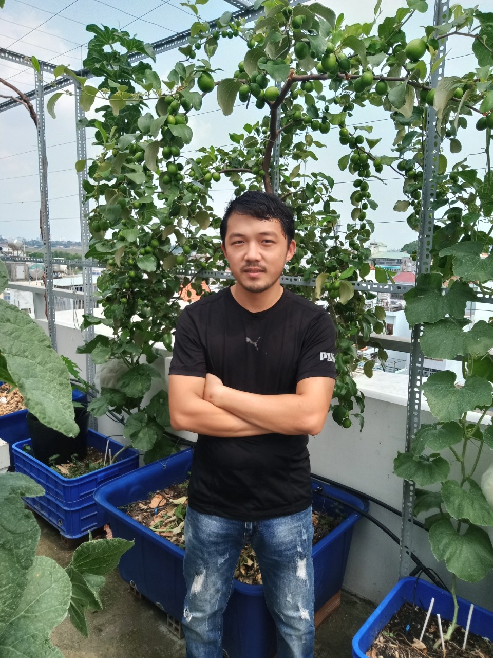 Vườn trái cây trên sân thượng ảnh 12 Vuon trai cay tren san thuong anh 12