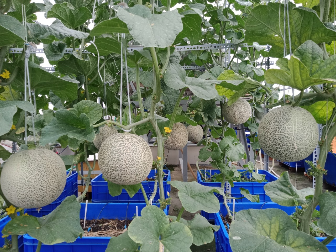 Vườn trái cây trên sân thượng ảnh 7 Vuon trai cay tren san thuong anh 7