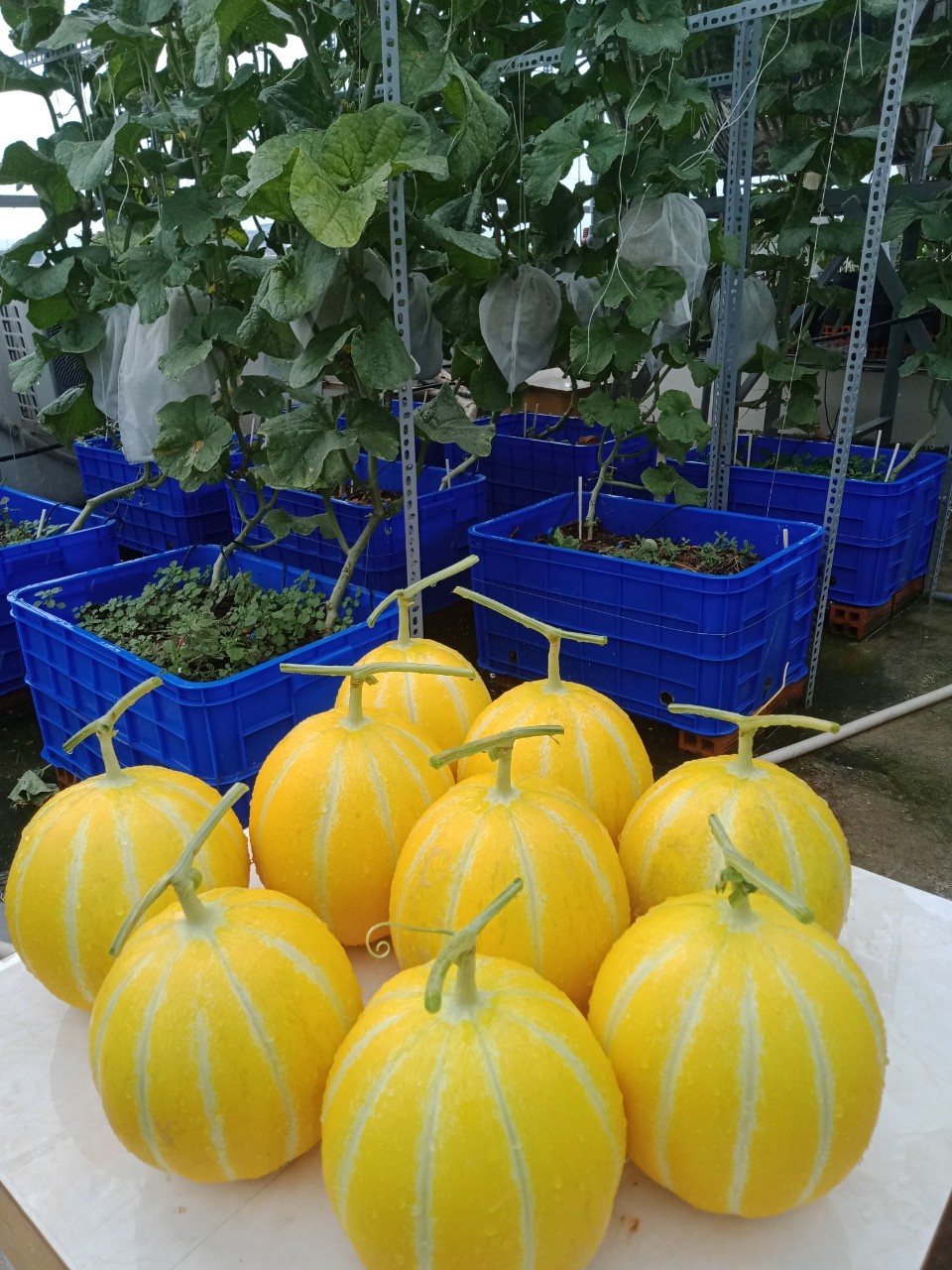 Vườn trái cây trên sân thượng ảnh 9 Vuon trai cay tren san thuong anh 9