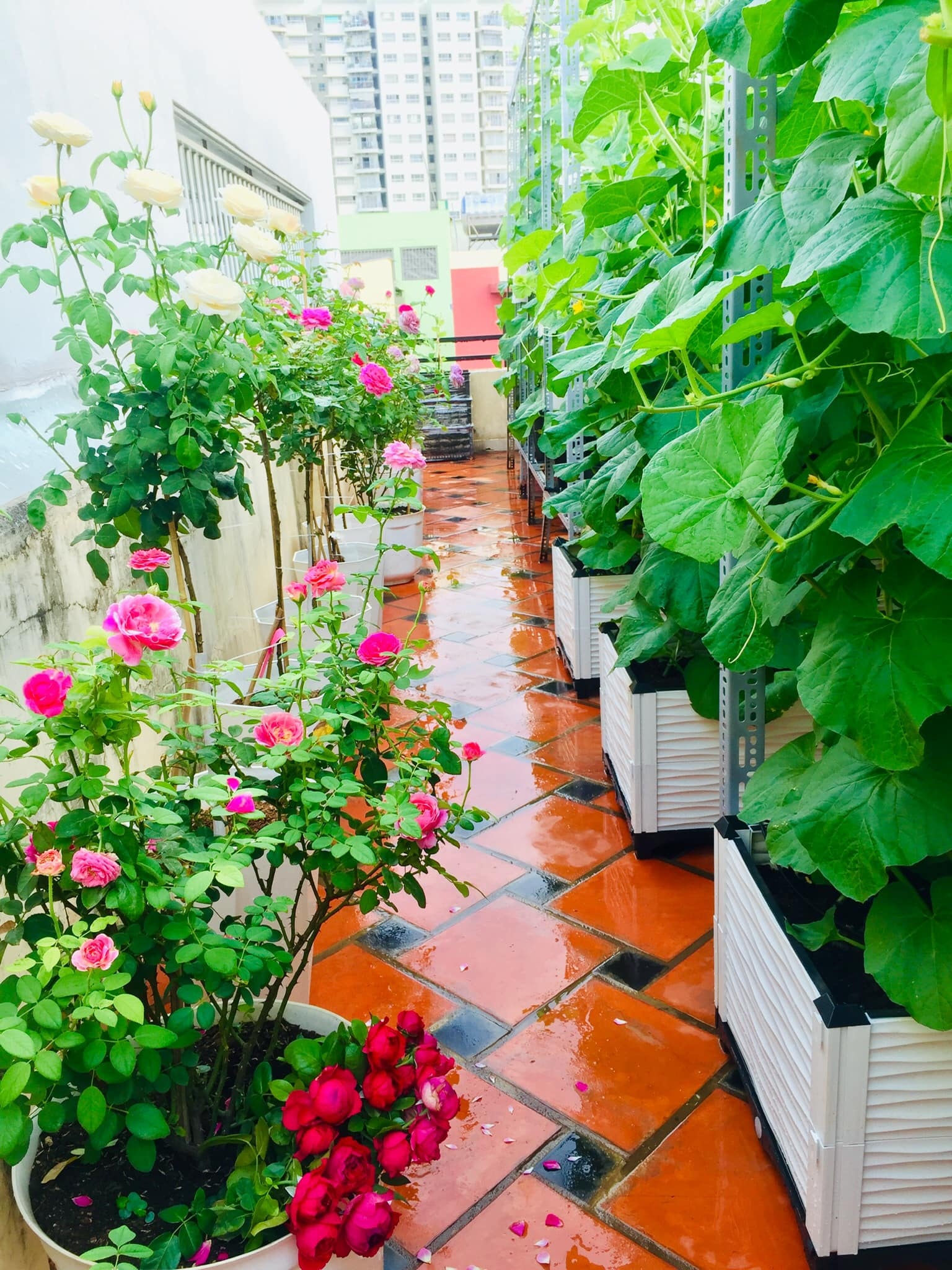 Khu vườn trên sân thượng ảnh 9 Khu vuon tren san thuong anh 9