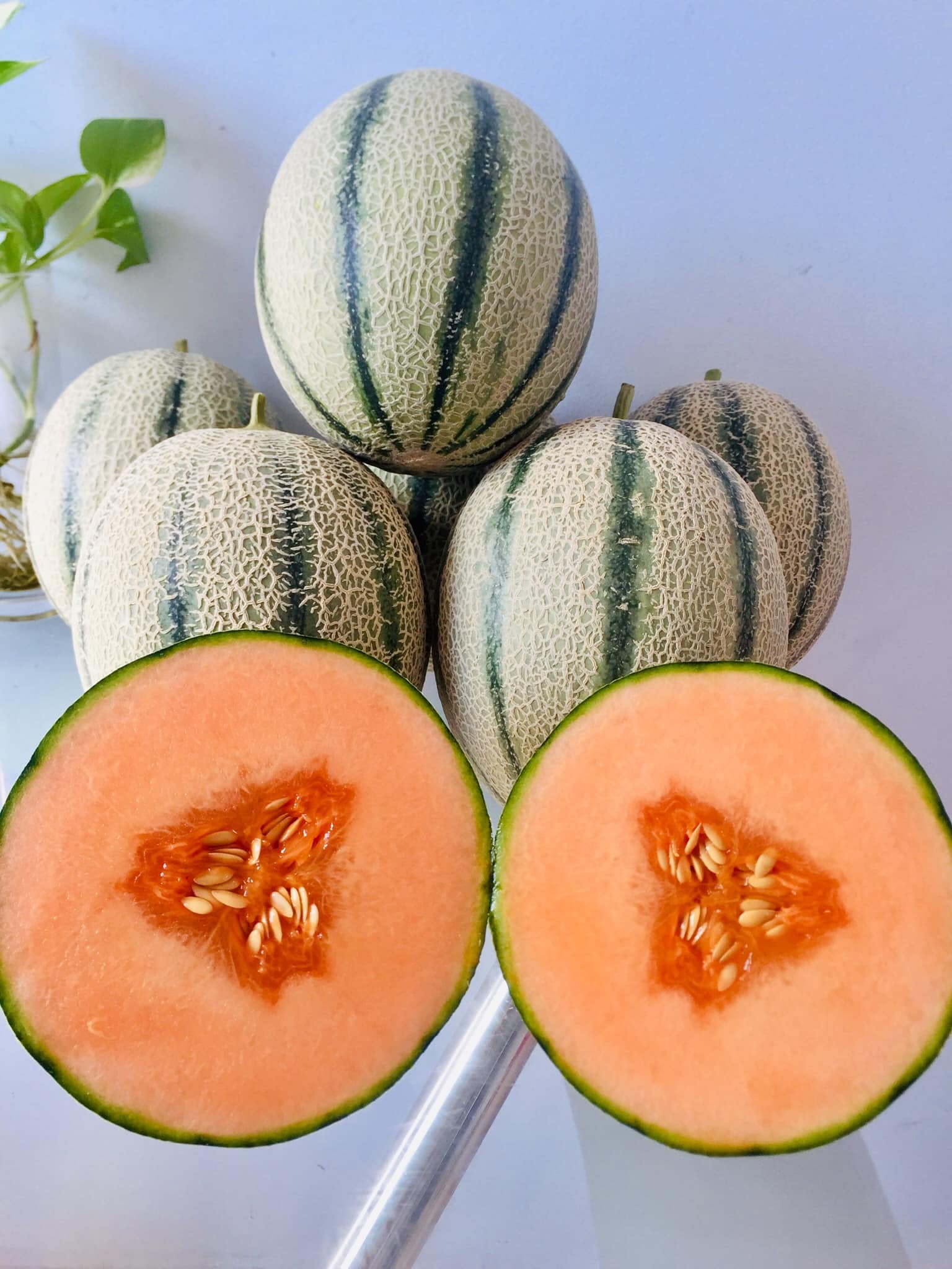 Khu vườn trên sân thượng ảnh 12 Khu vuon tren san thuong anh 12