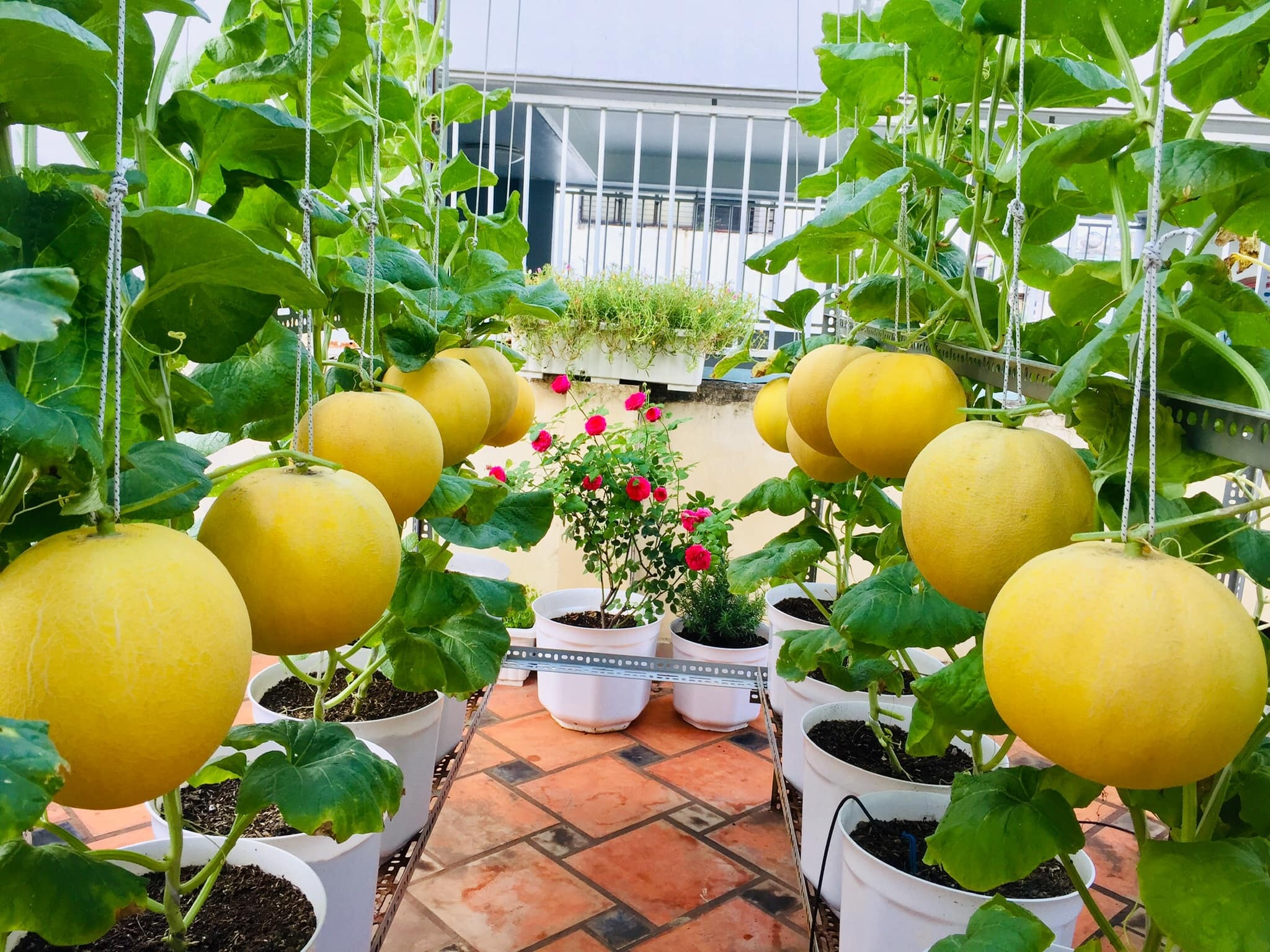 Khu vườn trên sân thượng ảnh 7 Khu vuon tren san thuong anh 7