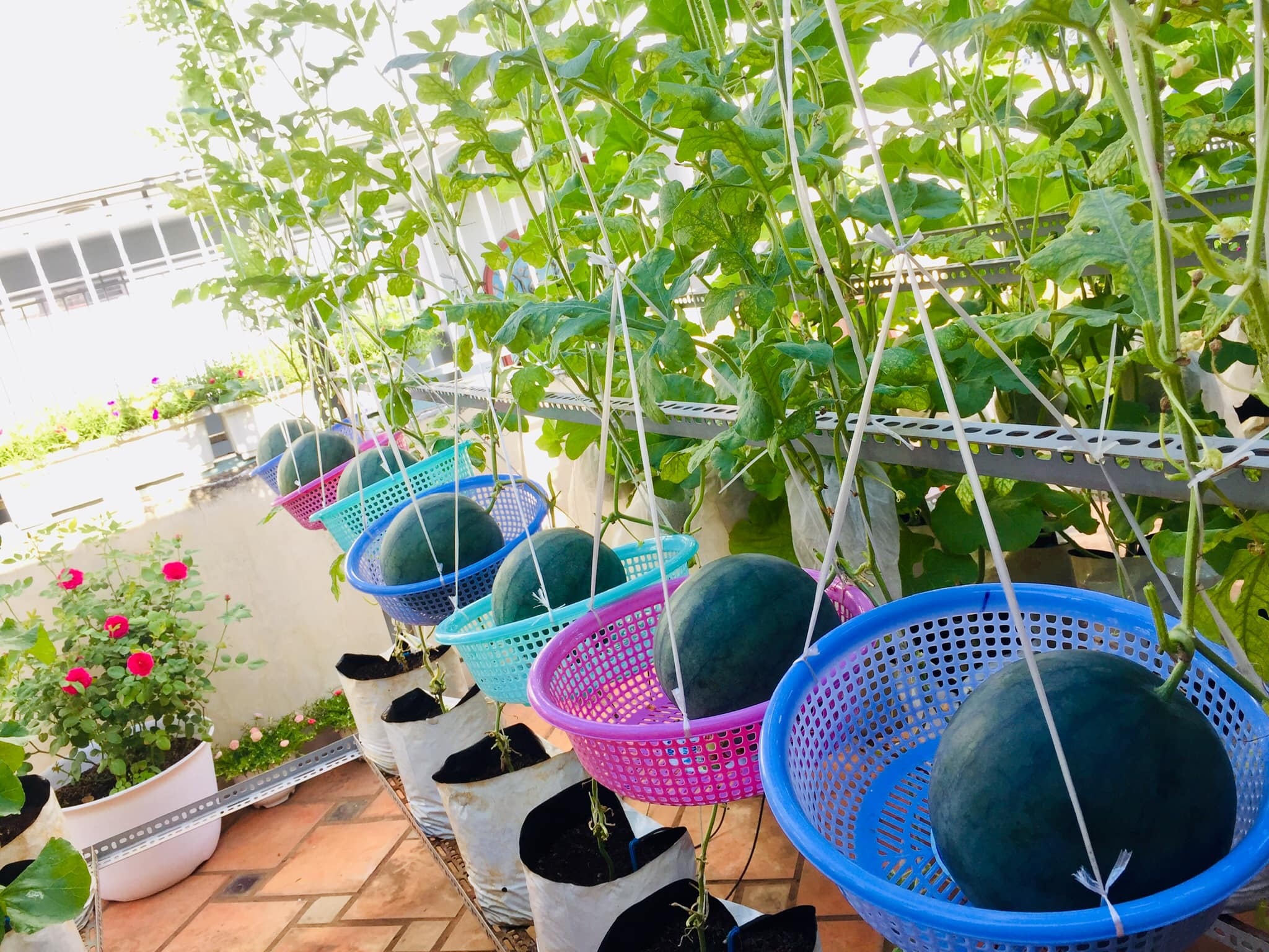 Khu vườn trên sân thượng ảnh 8 Khu vuon tren san thuong anh 8