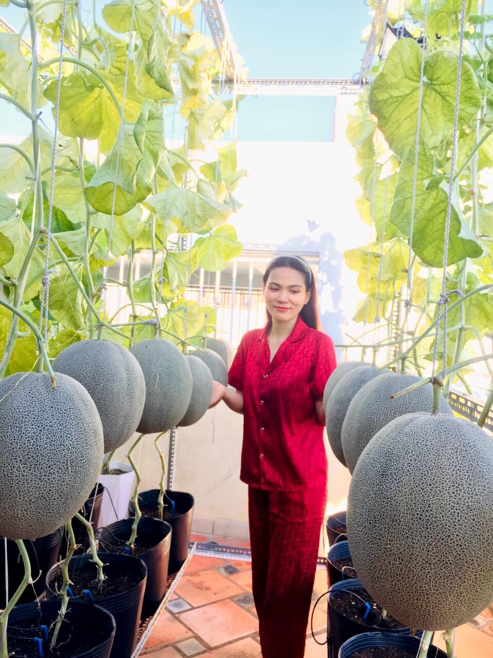 Khu vườn trên sân thượng ảnh 5 Khu vuon tren san thuong anh 5