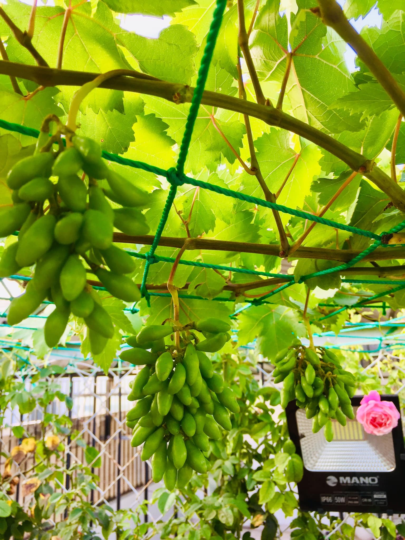 Khu vườn trên sân thượng ảnh 10 Khu vuon tren san thuong anh 10