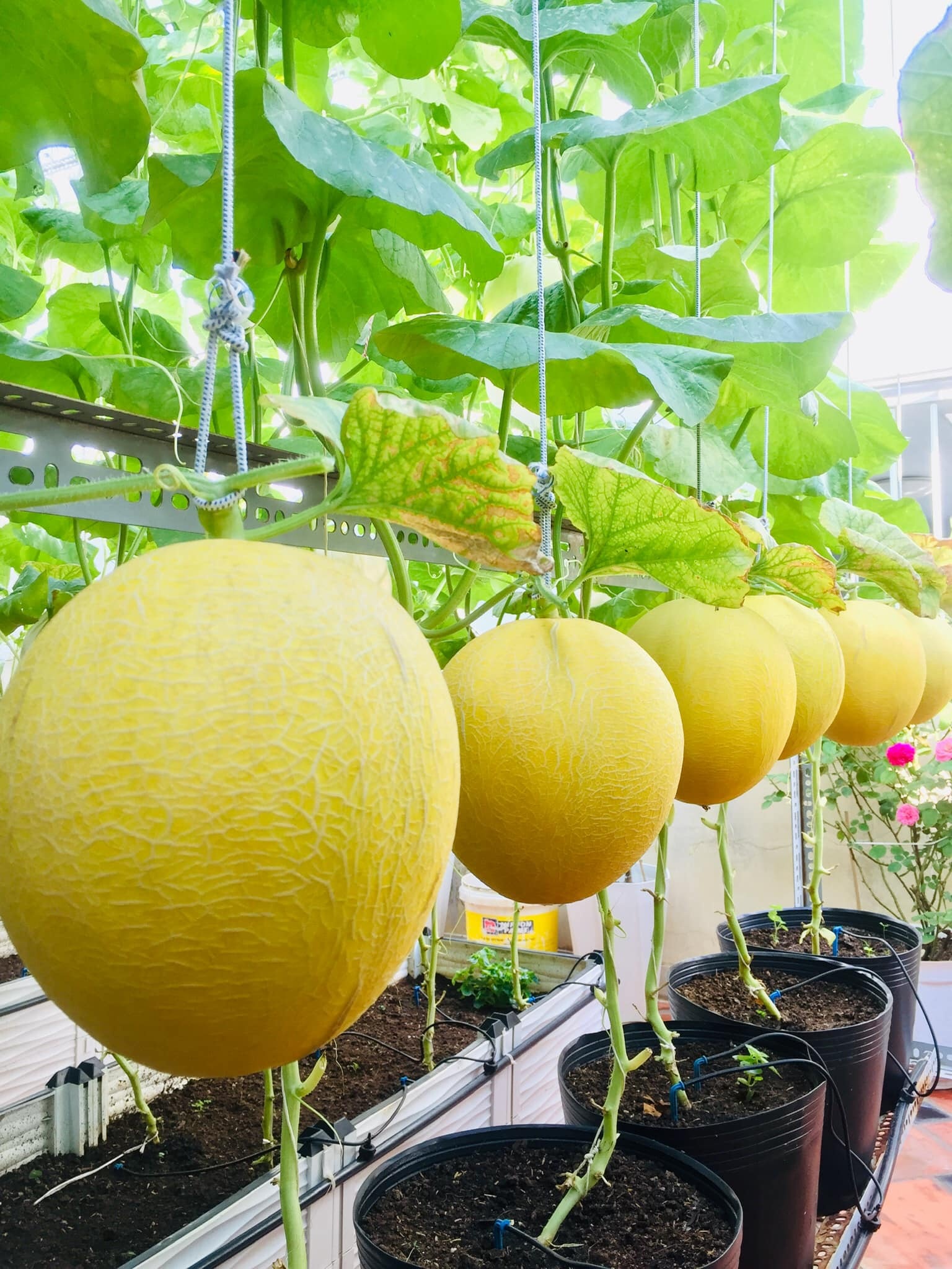 Khu vườn trên sân thượng ảnh 4 Khu vuon tren san thuong anh 4