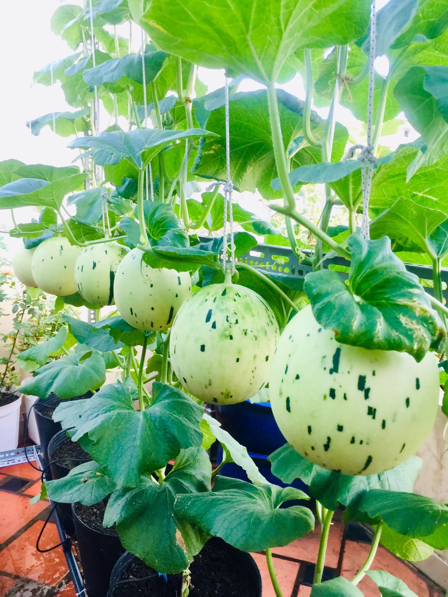 Khu vườn trên sân thượng ảnh 6 Khu vuon tren san thuong anh 6