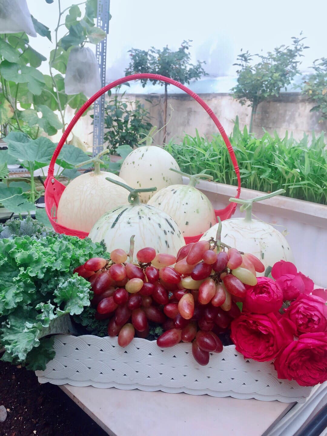 Khu vườn trên sân thượng ảnh 2 Khu vuon tren san thuong anh 2