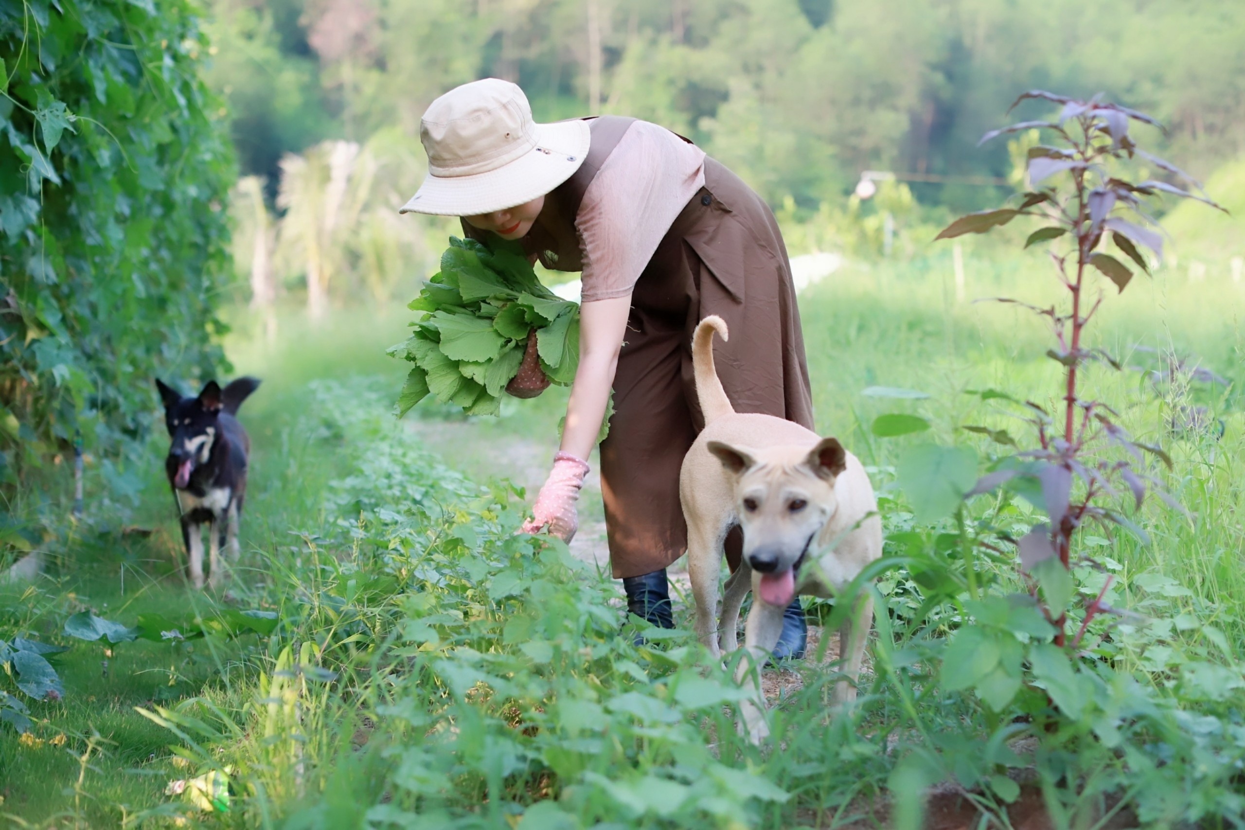 Vo chong bo pho ve rung dung nha trong rau anh 3