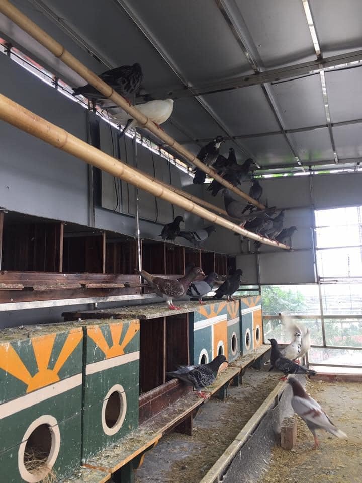 Trồng cây nuôi gà trên sân thượng ảnh 6 Trong cay nuoi ga tren san thuong anh 6