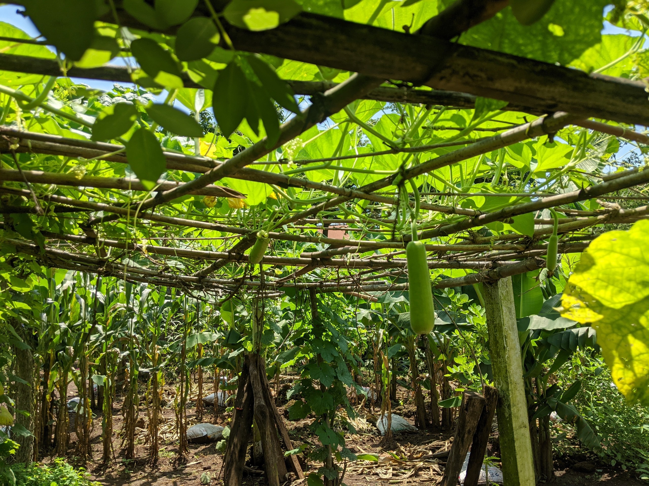 Chồng xây nhà giữa đồi giúp vợ chữa ung thư ảnh 5 Chong xay nha giua doi giup vo chua ung thu anh 5