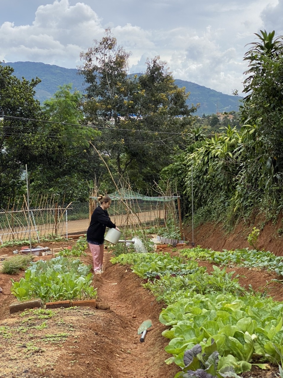 Vuon rau mua dich anh 3