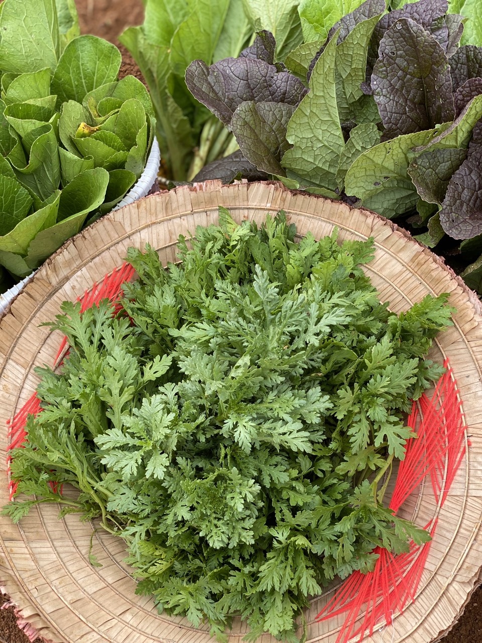 Vuon rau mua dich anh 8